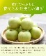 【予約】 香住梨 二十世紀 秀品 10kg 贈答向け 小さめ （L～2L:32～36玉） ※送料無料 ※8月下旬から順次発送予定