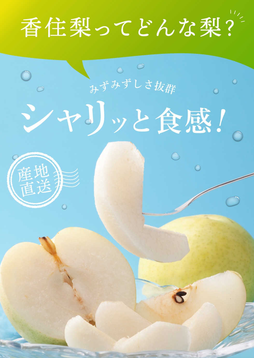 【予約】 香住梨 二十世紀 秀品 10kg 大きめ 贈答向け （3L～5L:20～28玉） ※送料無料 ※8月下旬から順次発送予定