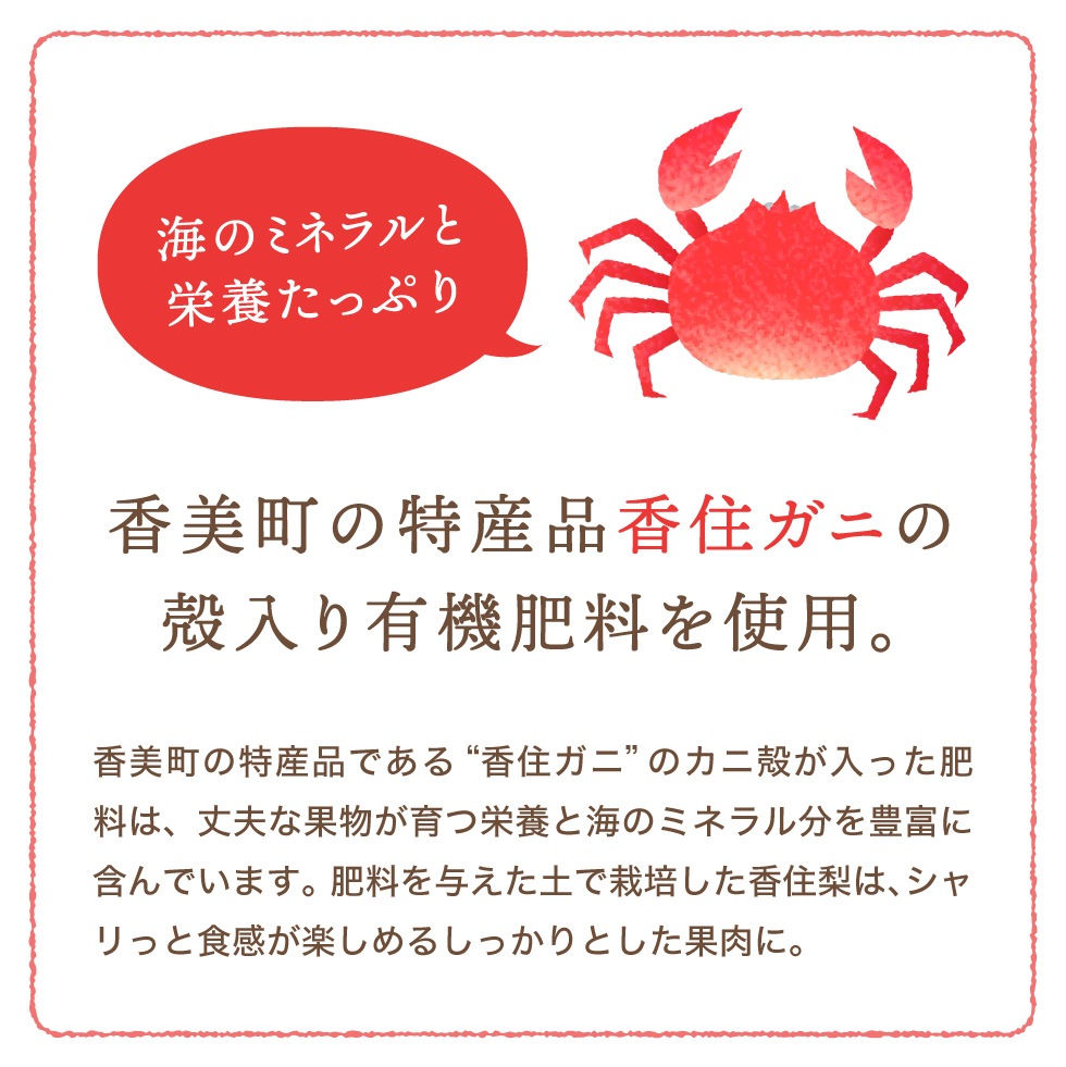 【予約】 香住梨 二十世紀 秀品 10kg 大きめ 贈答向け （3L～5L:20～28玉） ※送料無料 ※8月下旬から順次発送予定