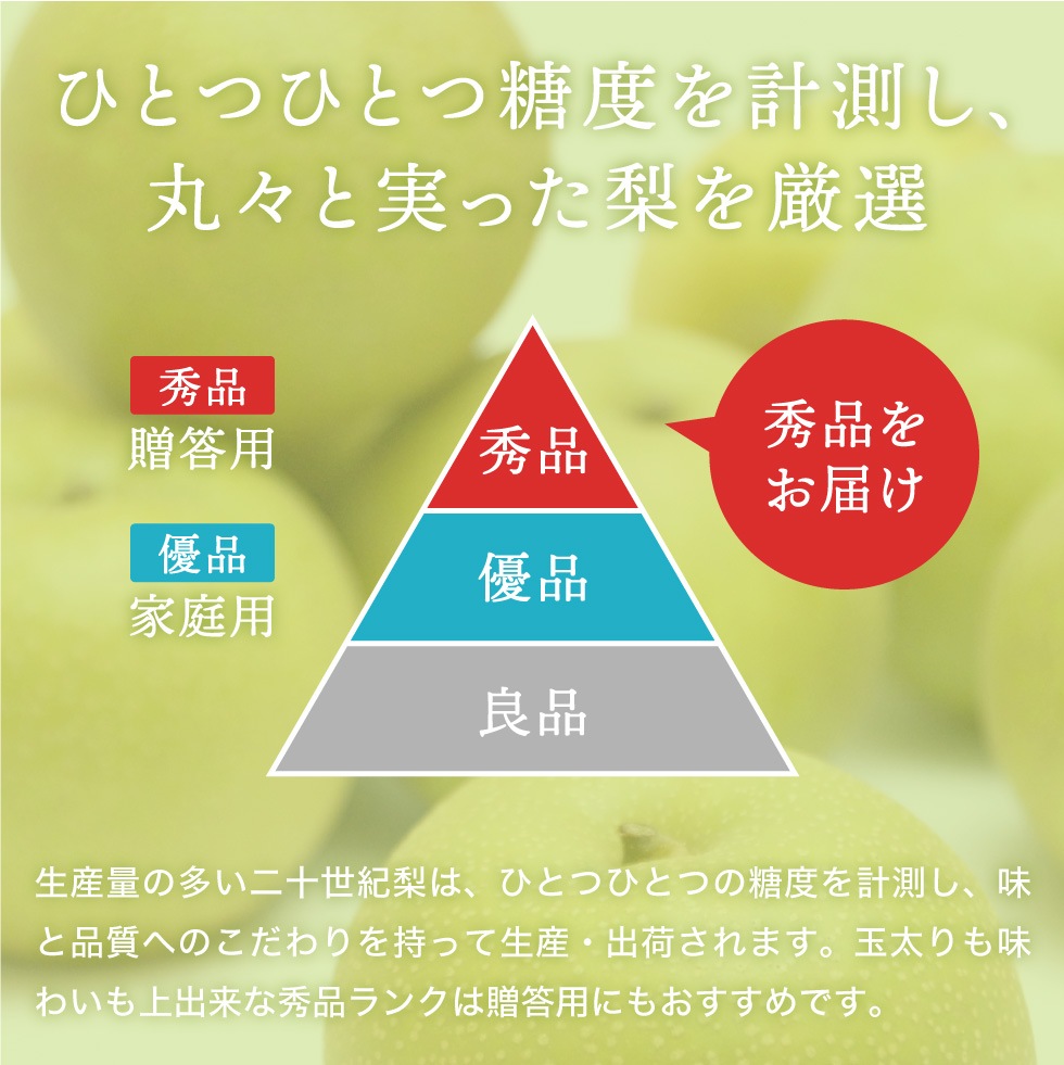 【予約】 香住梨 二十世紀 秀品 10kg 大きめ 贈答向け （3L～5L:20～28玉） ※送料無料 ※8月下旬から順次発送予定