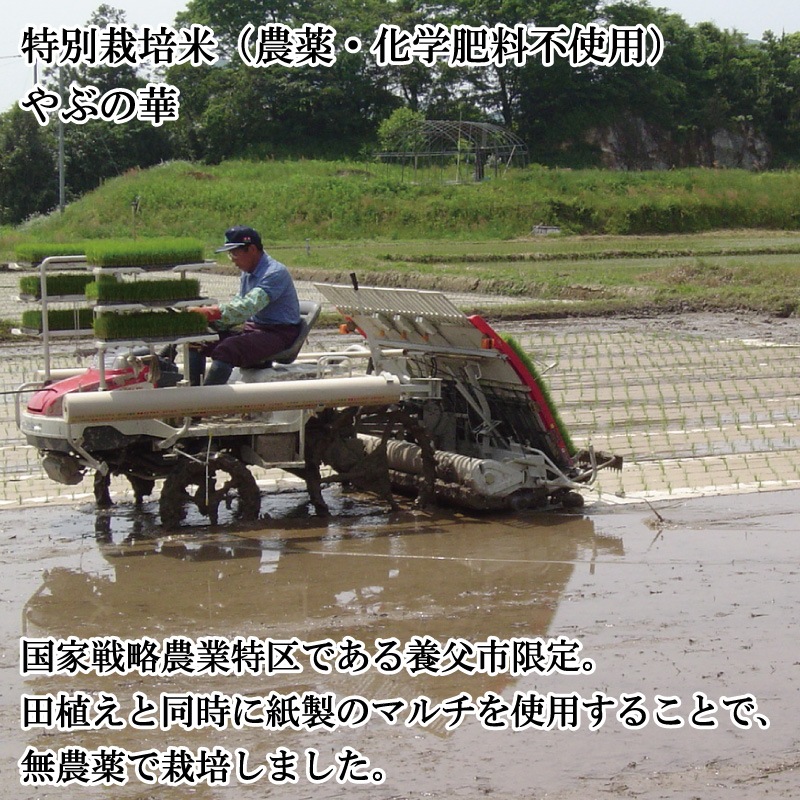 【生産者数減少により終売】特別栽培米　やぶの華（無農薬）玄米　30kg　送料無料