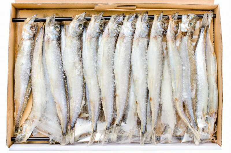 子持ちからふとししゃも２０尾 大サイズ の通販 築地市場のまぐろ問屋 まぐろなら築地の王様