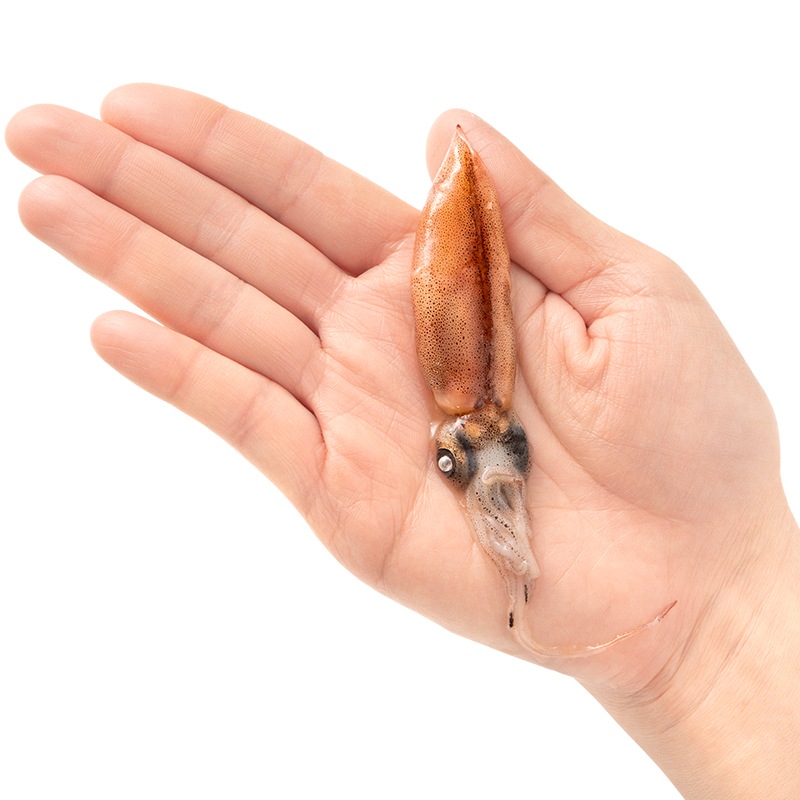 高級グレード 生ホタルイカ ほたるいか 合計24尾 12尾(約120g)×2