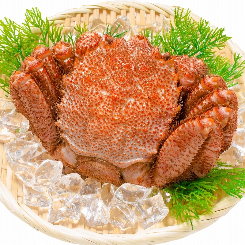 送料無料 毛ガニ 毛がに 毛蟹 浜茹で 毛ガニ姿 平均 400g ×10尾