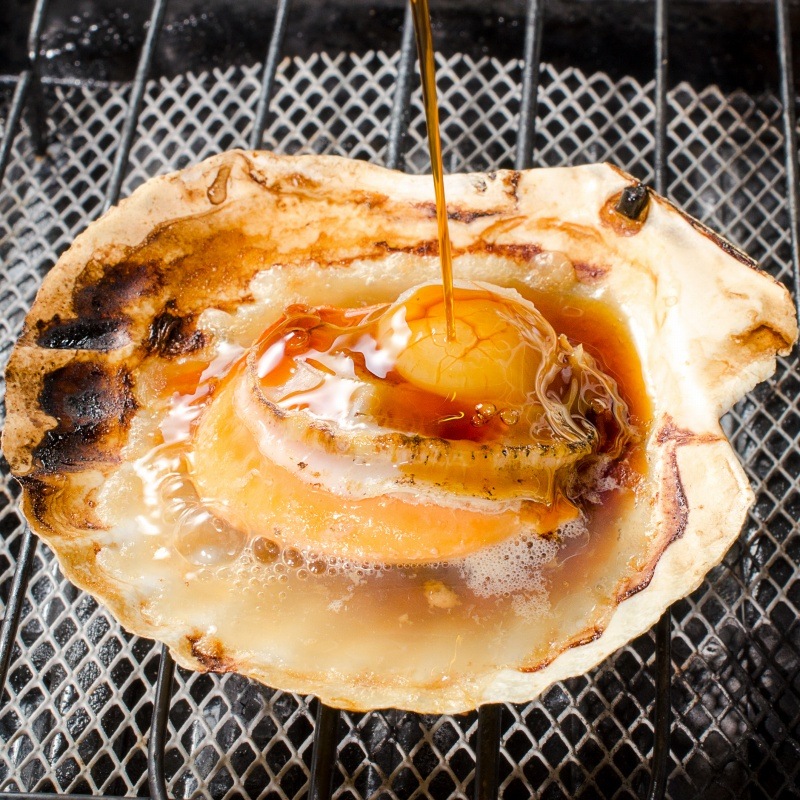 即日発送　天然　43cm 鹿児島産　加熱式タバコ　巨大ホラ貝型カバー　ワンオフ 1.5kg ペット用品 即日発送 43cm 天然 鹿児島産 加熱式タバコ 巨大ホラ貝