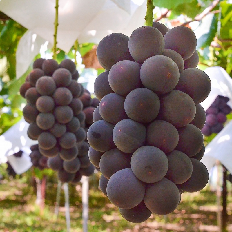 1⃣5️⃣ 山梨県産 種無しピオーネ１０房 箱込み６キロ ピオーネ 1房 山梨県勝沼産 種なし ピオーネ 650g前後 3L サイズ 最