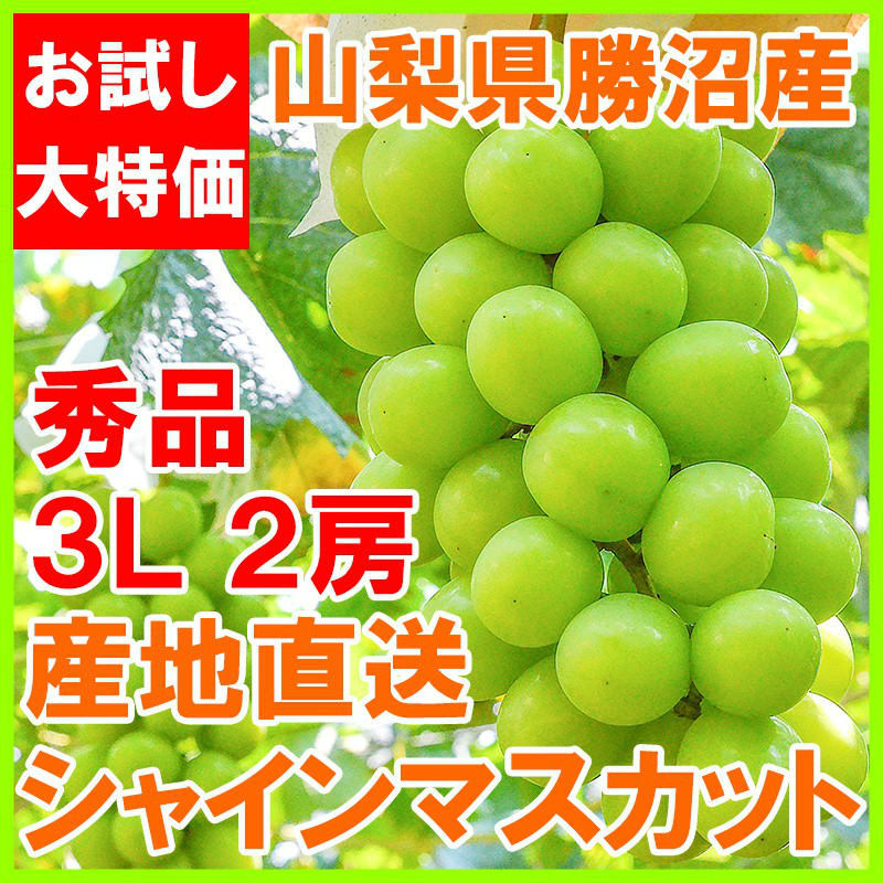 山梨勝沼産大粒シャインマスカット5房 数量限定】高品質なROOTS FARMシャインマスカット 1.9kg以上 3