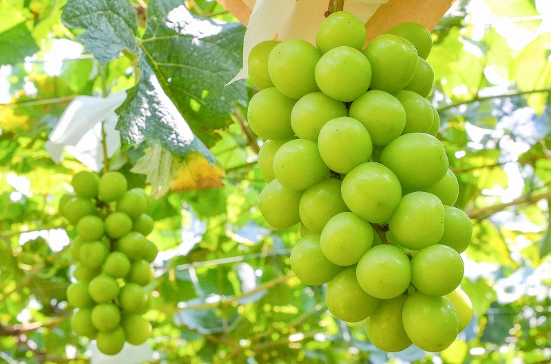 送料無料】シャインマスカット 山梨県 長野県産 種なしシャイン