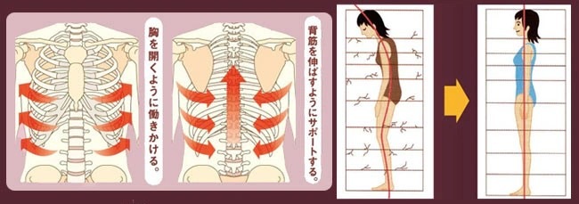 【Sale在庫限り返品不可】「ヨガ美姿勢」シェイパー　SEK0001-Sale/