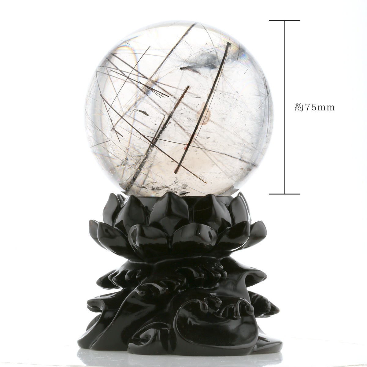 �֥�å������ �ʥȥ�ޥ��˴ݶ̡����ե�����������դ��� 75mm�� No.20  [ ������ʪ������ʪ ]  