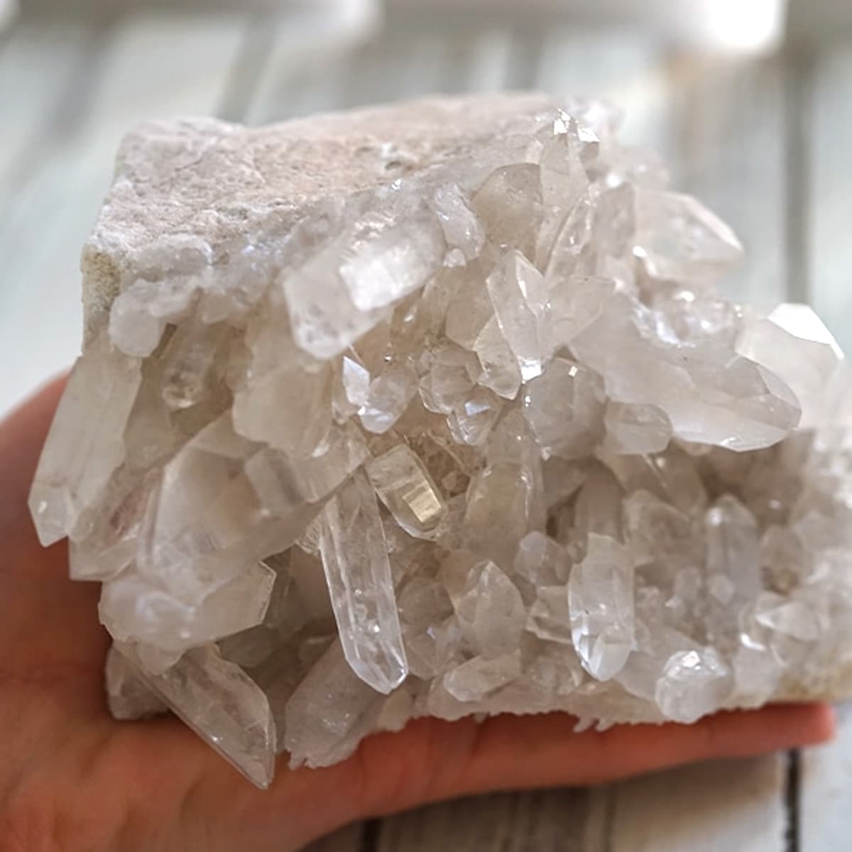 �ҥޥ��徽 ���饹���������Сʥ����ë�� No.15  [ ������ʪ������ʪ ]  