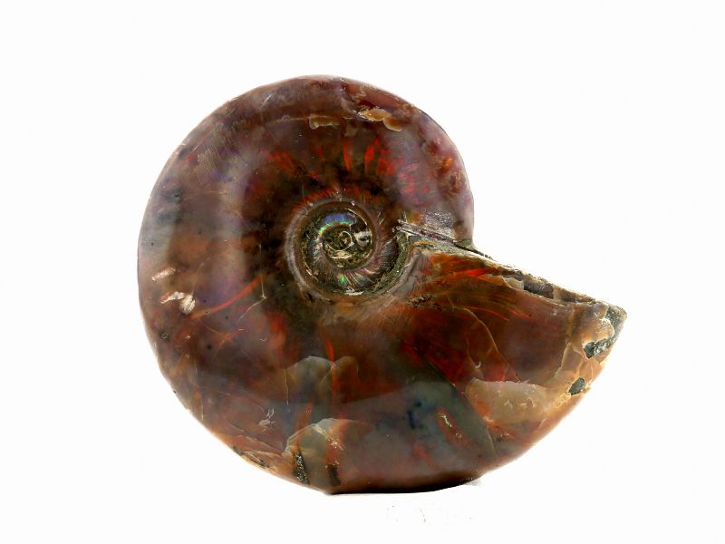 アンモライト アンモナイト 化石 原石 No 1 最高級パワーストーン販売のフォレストブルー 送料無料 返品交換ok アンモライト アンモナイト 化石 原石 No 1 最高級パワーストーン販売のフォレストブルー 送料無料 返品交換ok