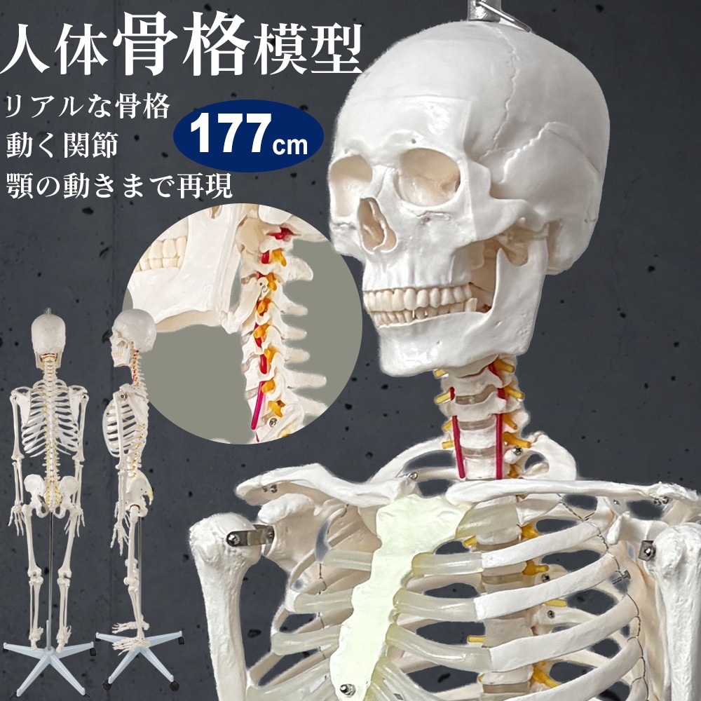 実物大 人体骨格模型　右下肢骨モデル 人体骨格模型 A13N