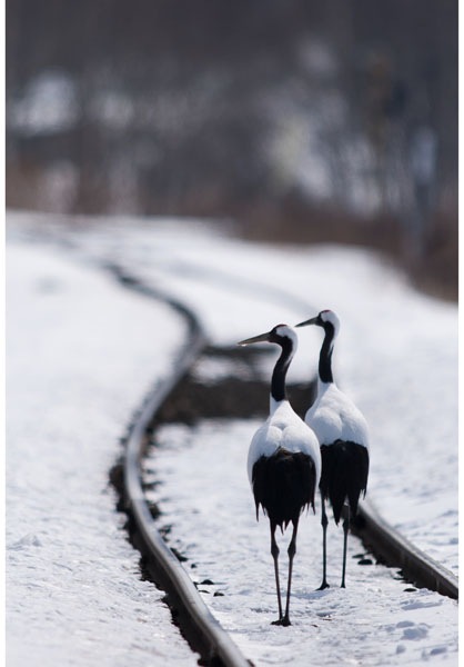 ����������ɳ� ��050�� ��������