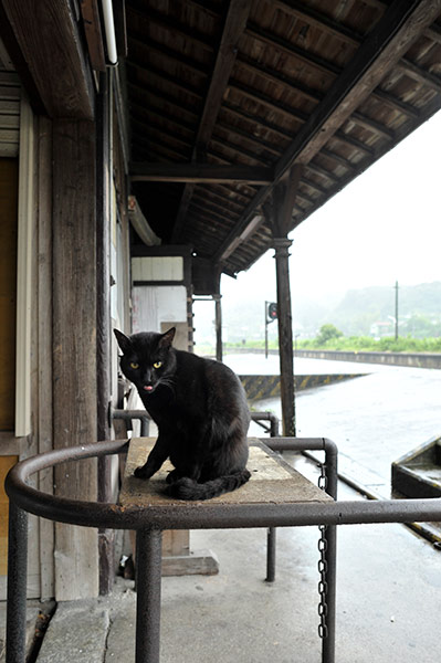 ☆黒猫電車 様  専用☆ ねこ鉄 【0009】平成筑豊鉄道 ラッチに乗る黒猫 | ゆる鉄画廊