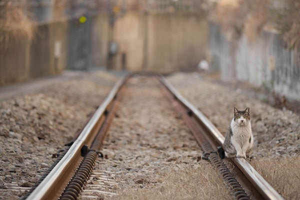 �ͤ�Ŵ ��0025�۲��Ͳ�ʪ�� ���Ĥ��ǭ