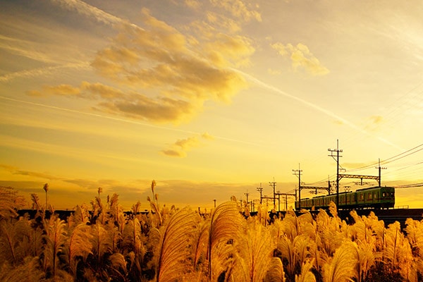 秋の夕暮れ 秋コレ【0022】西日本鉄道 夕暮れのススキ | ゆる鉄画廊オンラインショップ