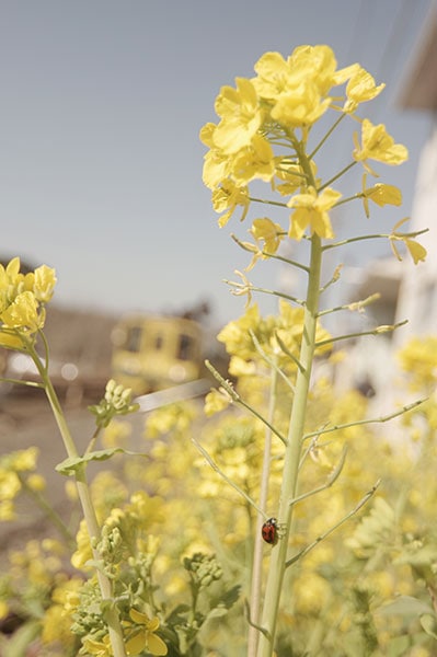 �֤���֡�0006�ۤ�����Ŵƻ �Ƥ�Ȥ���Ⱥڤβ�