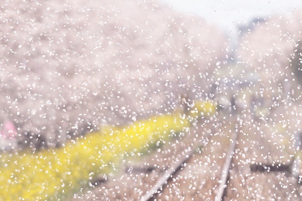 �֤���֡�0007�ۿ�����ƻ ������