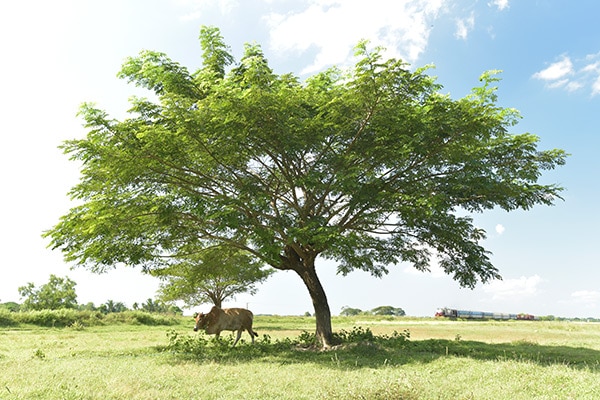 ���������0004�ۥߥ��ޡ���Ŵ