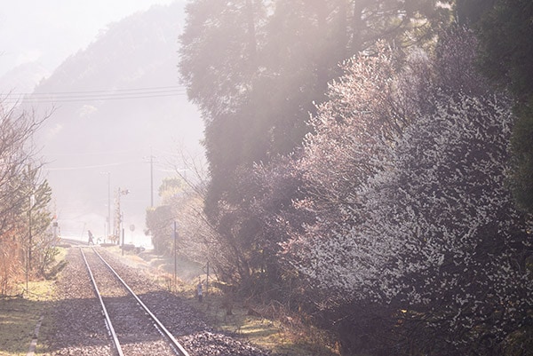 ���¡�0012������Τϡ����ޤ줿�Ƥ�ī�ζ����Ǥ���