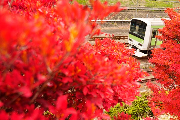 TOKYO��0024��Autumn Color