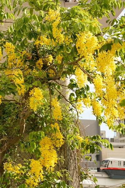 YUIRAIL��0022�����򴶤��뿢ʪ�Ȥ椤�졼��