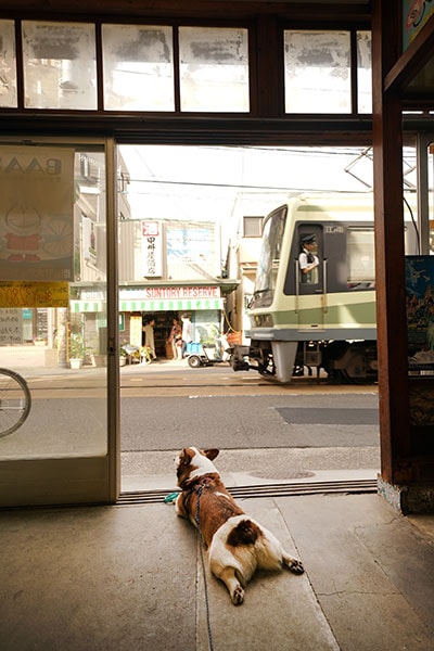 HPY【0032】江ノ電 見守る犬 | ゆる鉄画廊オンラインショップ