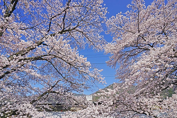MANKAI【0030】中央本線 勝沼ぶどう郷駅 満開の桜 | ゆる鉄画廊