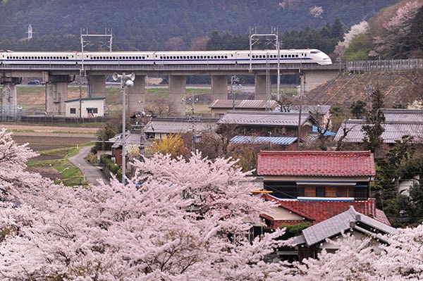 SHIN【0045】東海道新幹線300系 さくら | ゆる鉄画廊オンラインショップ