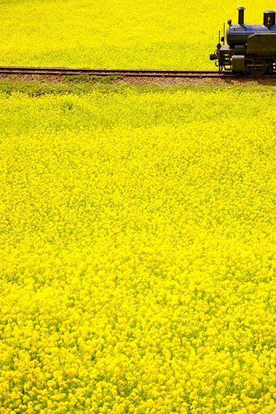 NOMAD1��0006�۾�̫��ƻ �ڤβ֤ȥȥ��å����