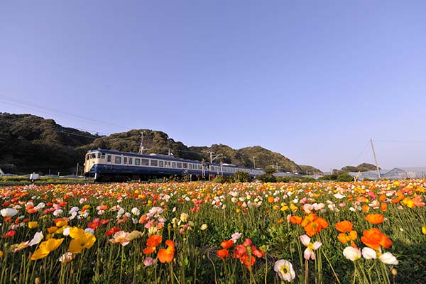 ξ��NOMAD��0001�ۥ�����115�Ϥȥݥԡ�