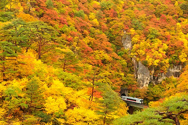 ����NOMAD��0006��Φ������ �ĻҶ�