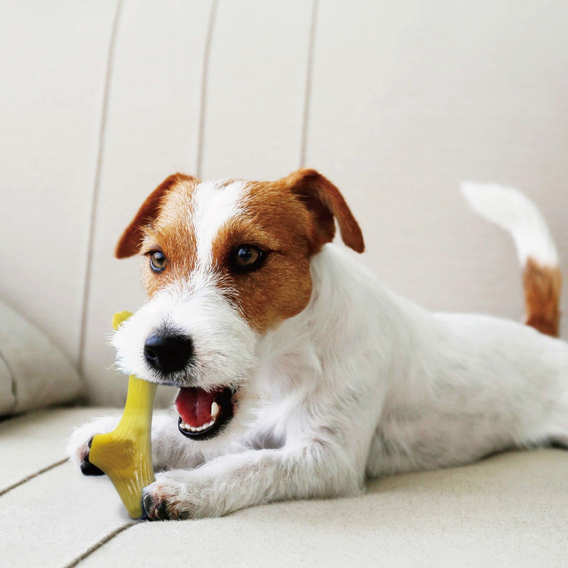 GiGwi フレックスアントラー S | Dog,犬おもちゃ,デンタル