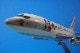 1/100 B737-200 JTA �ȥ�󥹥�������� JA8366 �ѥå��ߥ�/���