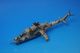 1/72 Mi-24 �ߥ� ���������� �ϥ���ɥ����å��إꥳ�ץ��� ���ݥ꡼���� 2022ǯ���� ��14005PF0509�� PANZERKAMPF �ѥ�ĥ��������/���