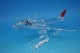 1/250 B747-300 JAA ���ܥ����� JA8189 JALUX/���