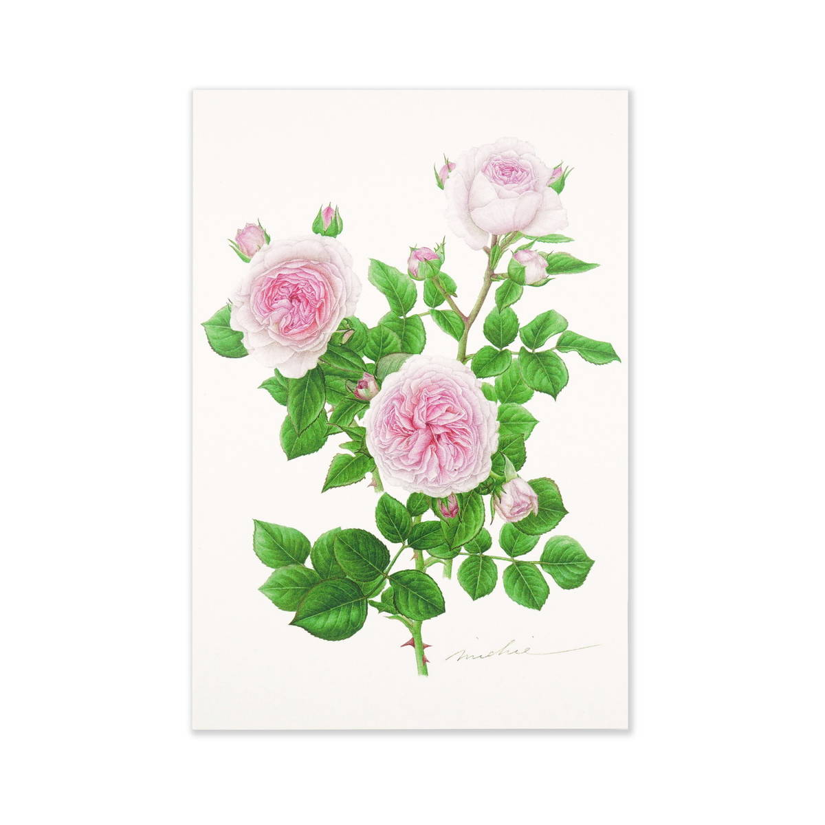 ポストカード マリアテレジア｜pcr-036 | 新商品 | フロンティア公式