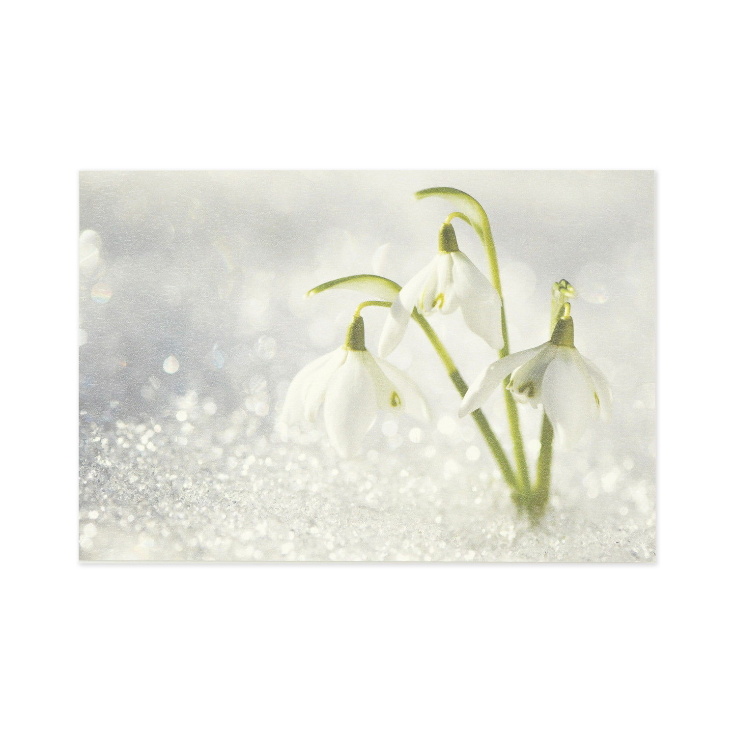 ポストカード スノードロップ｜pcr-117 | 手紙・カード,ポストカード