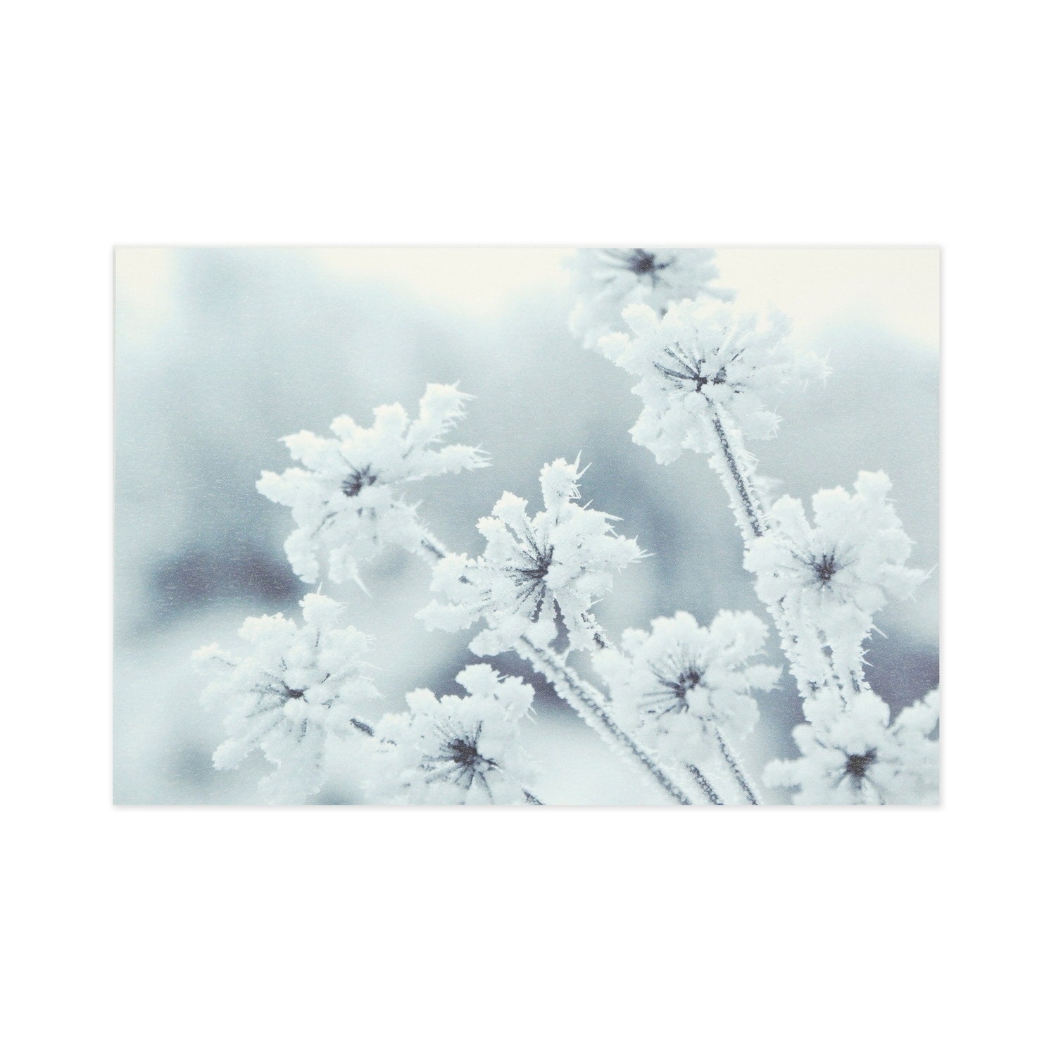 ポストカード　雪の華｜pcr-121