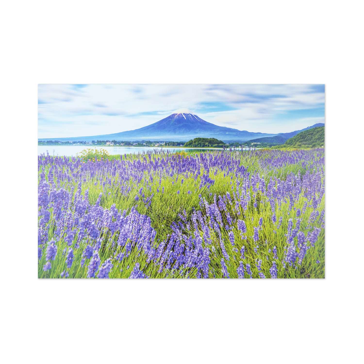 サマーポストカード　ラベンダーと富士山｜pcr-167