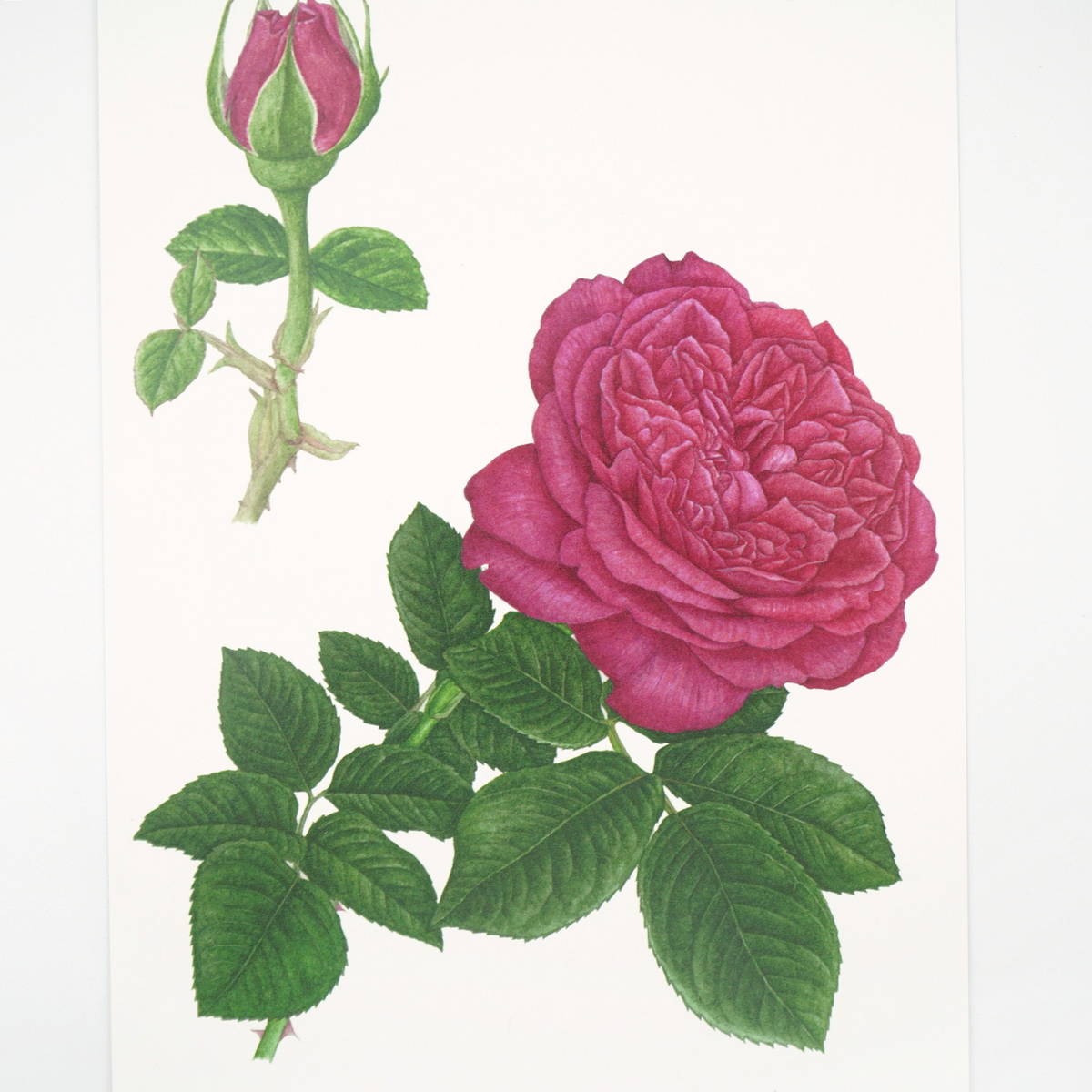 ポストカード ウィリアム シェークスピア 00 Pcr 043 手紙 カード ポストカード イラスト １枚タイプ フロンティア公式オンラインショップ