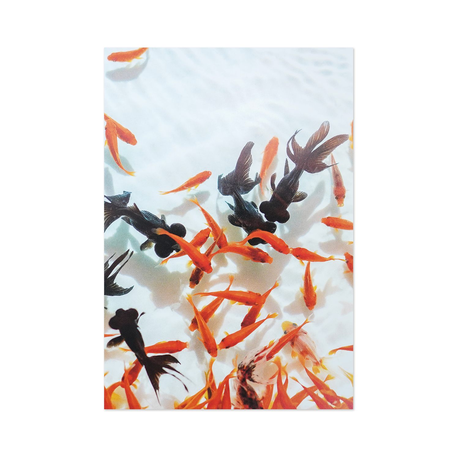 サマーポストカード 金魚すくい｜pcr-161 | 手紙・カード,ポストカード