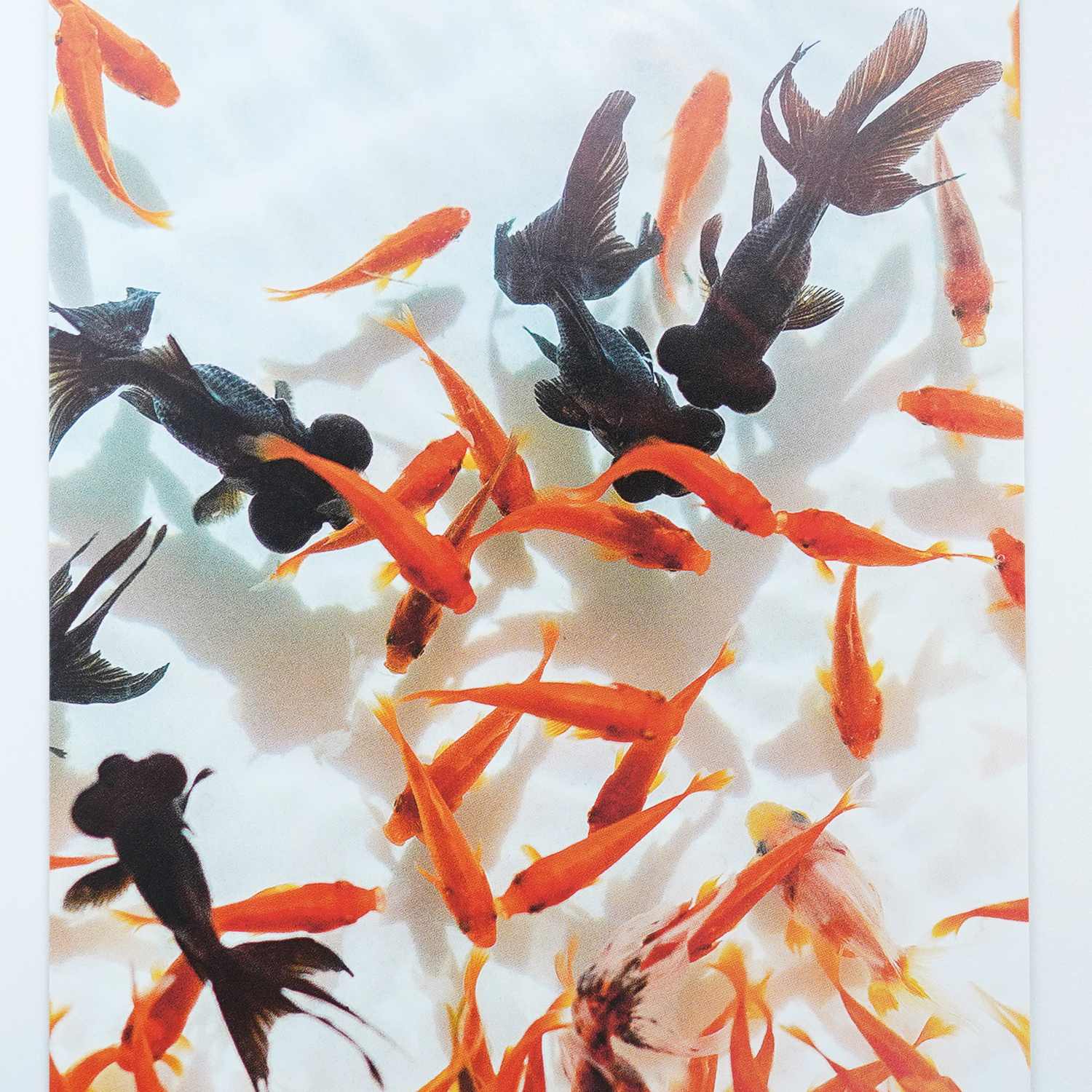 サマーポストカード 金魚すくい｜pcr-161 | 手紙・カード,ポストカード