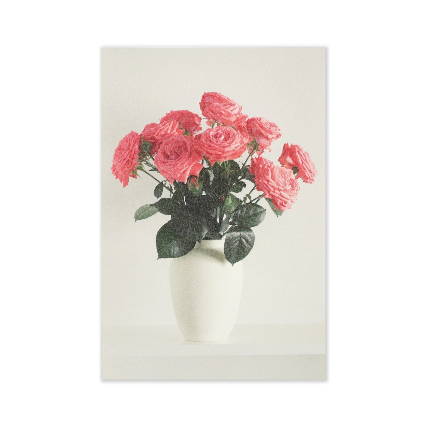 ポストカード 濃いピンクバラ｜pcr-097 | 新商品 | フロンティア公式