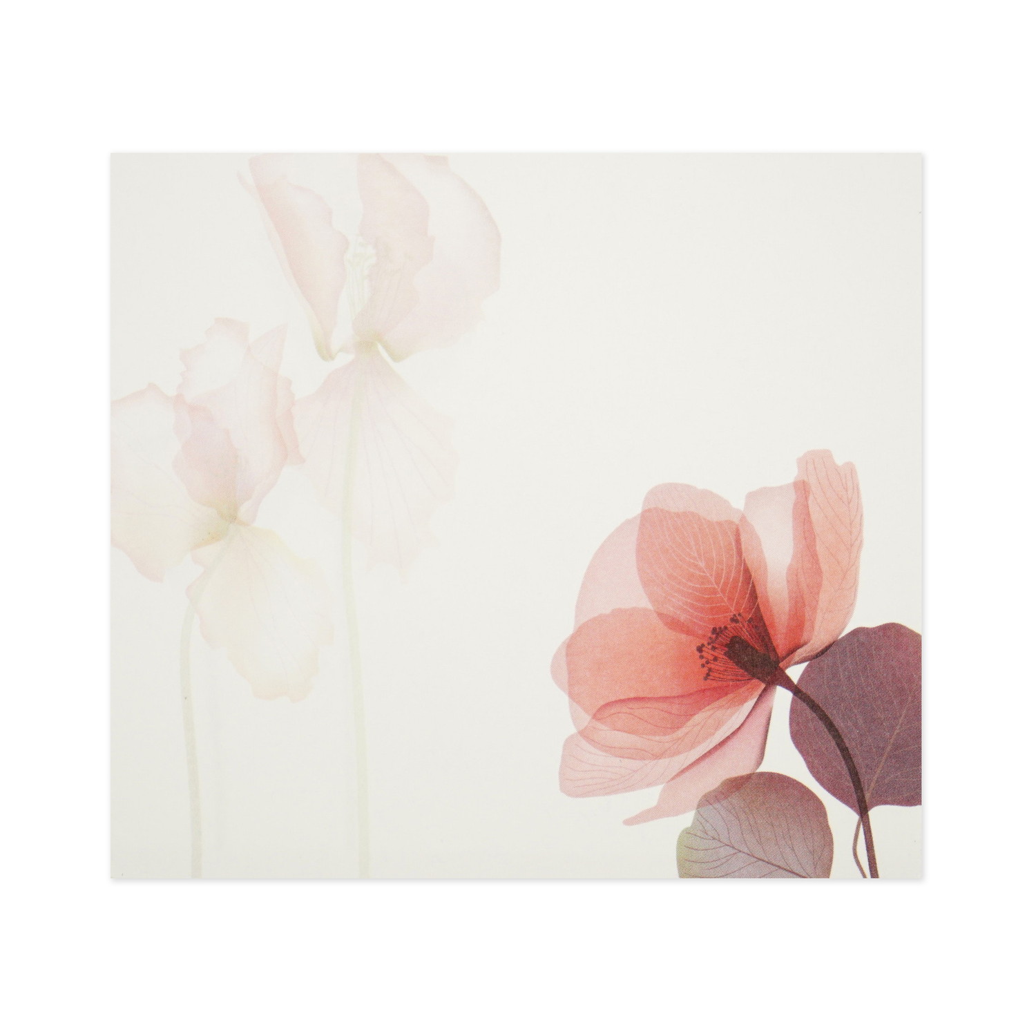 �֥��å���⡡���ꥹ����ե���wp-084