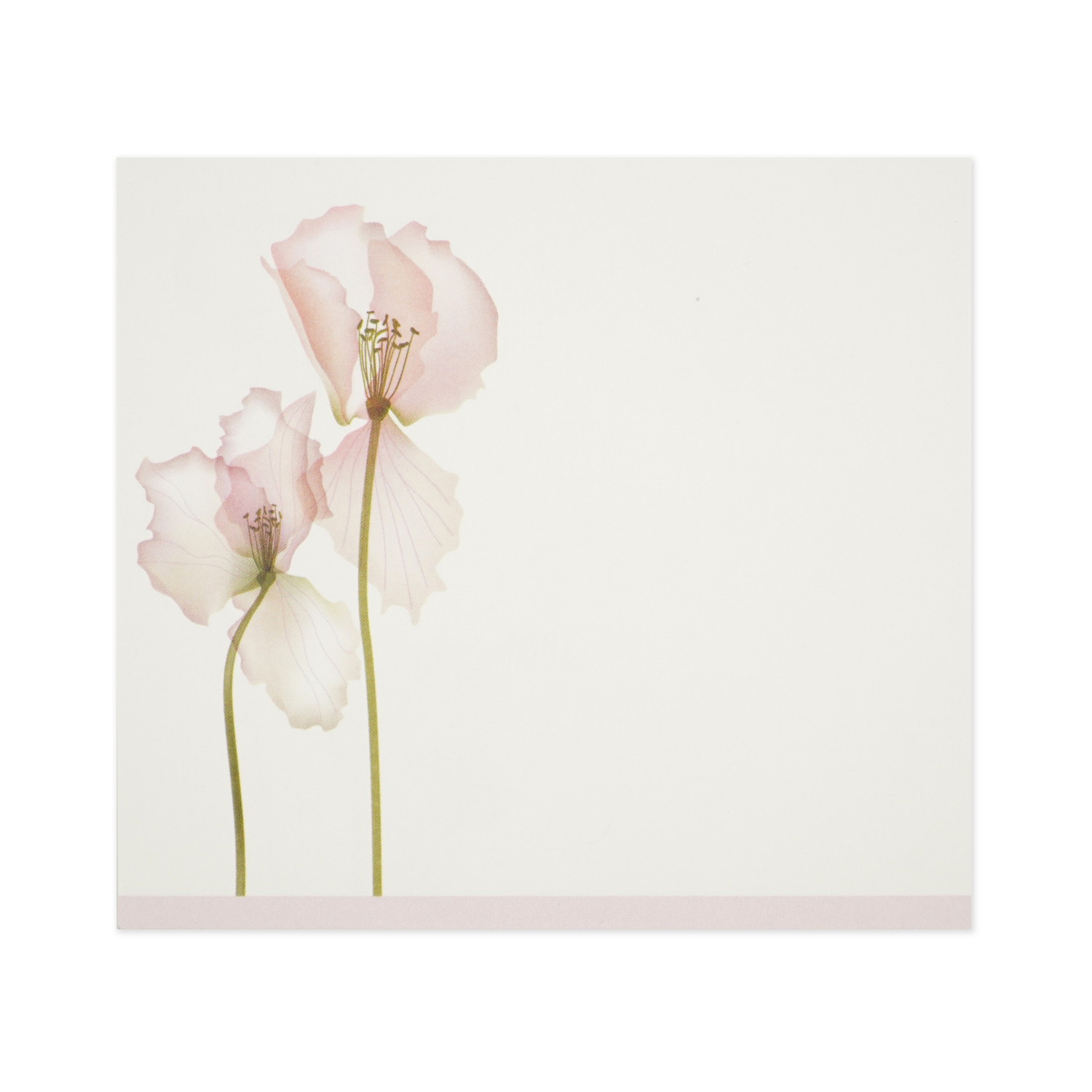 �֥��å���⡡���ꥹ����ե���wp-084