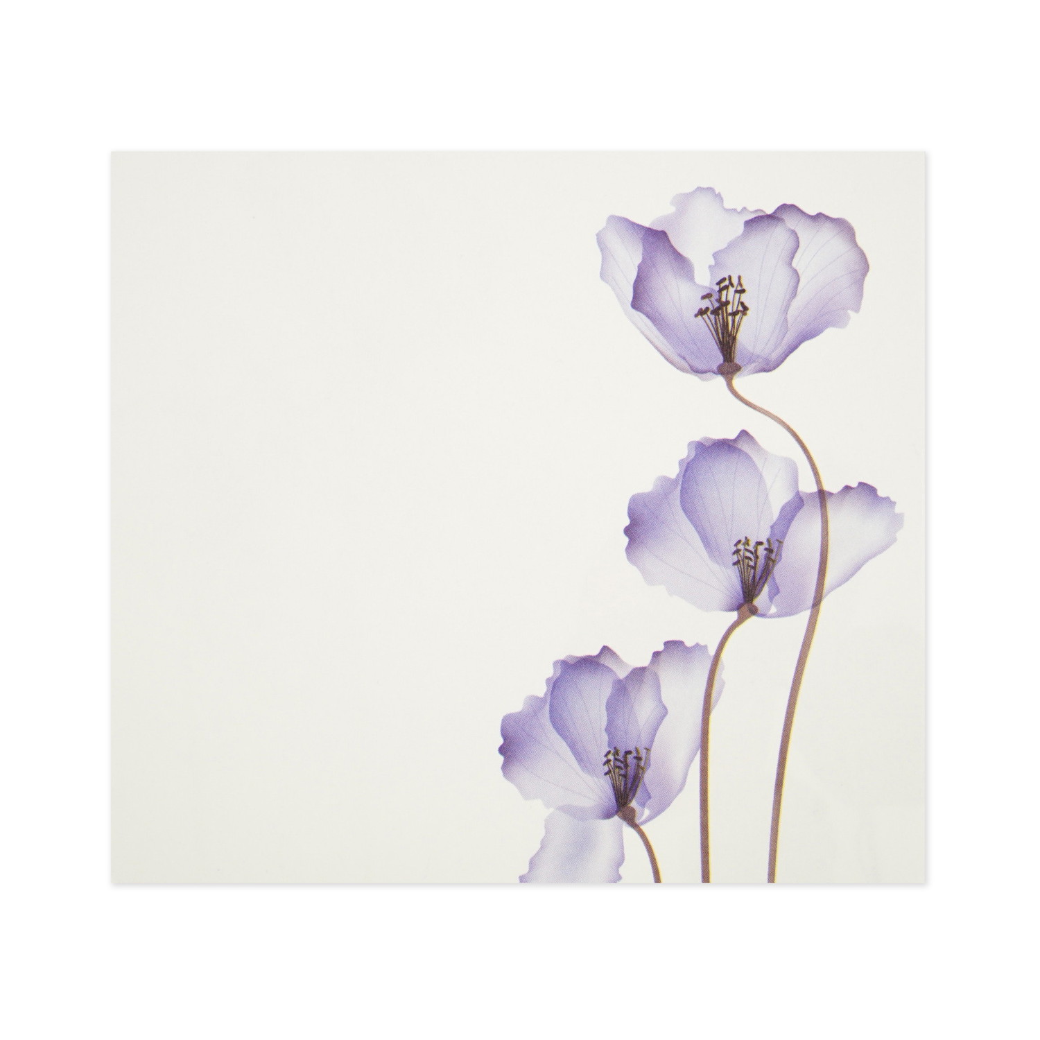 �֥��å���⡡���ꥹ����ե���wp-084