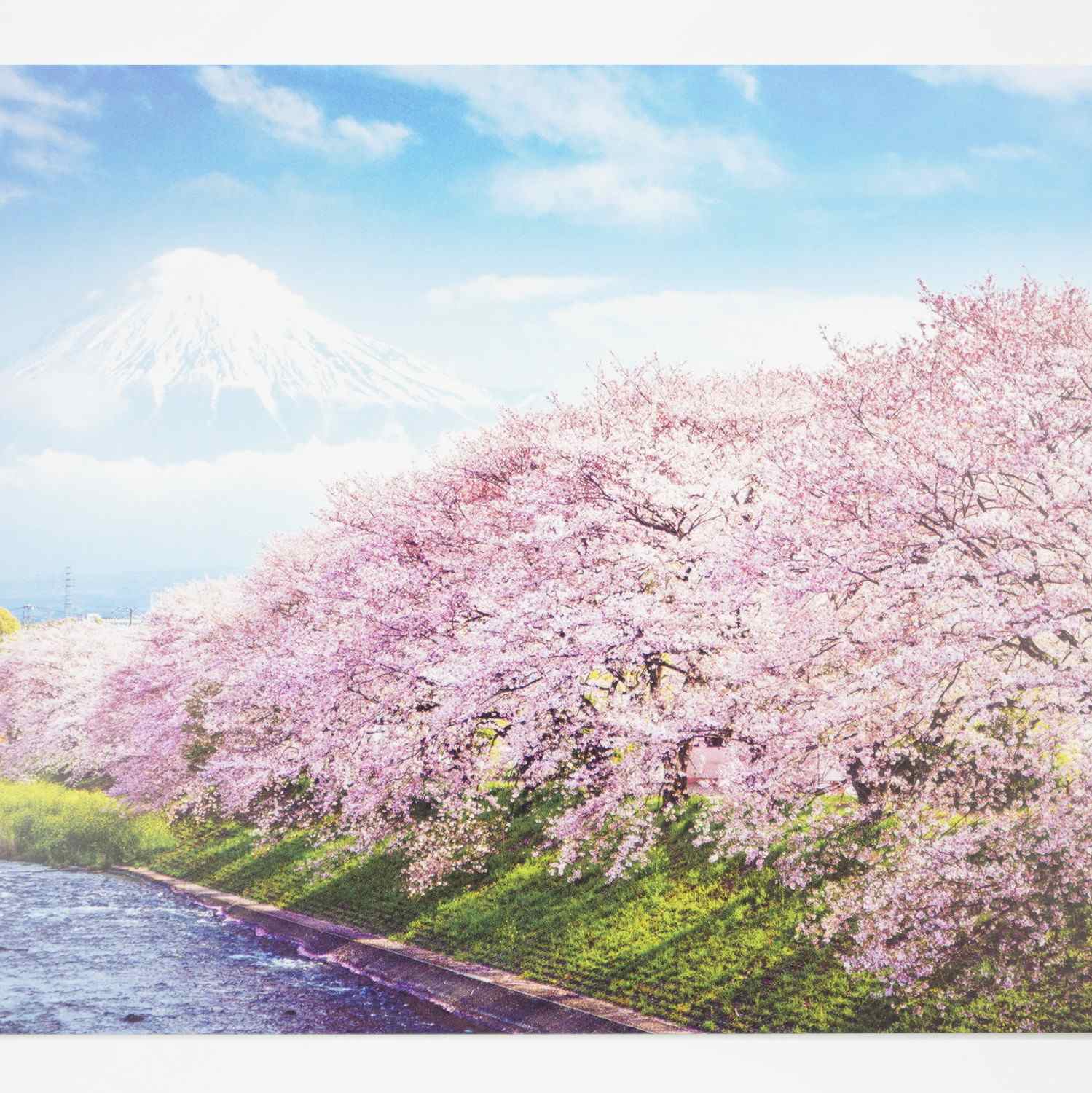 ポストカード 川辺から富士山と桜｜pcr-135 | 手紙・カード,ポスト