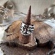 3D�����С��쥤���
